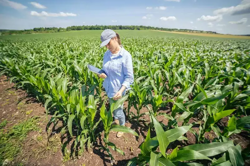 comprar diploma de Técnico em Agricultura, vendo diploma de Técnico em Agricultura